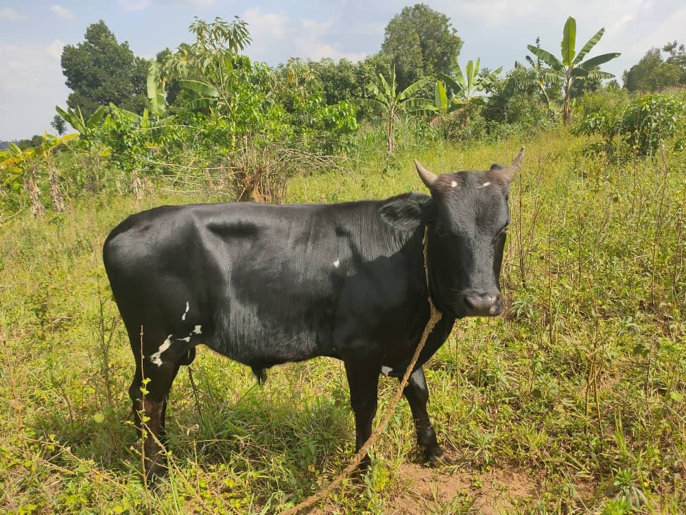 Jumia Starts Selling Cows at 50K Each