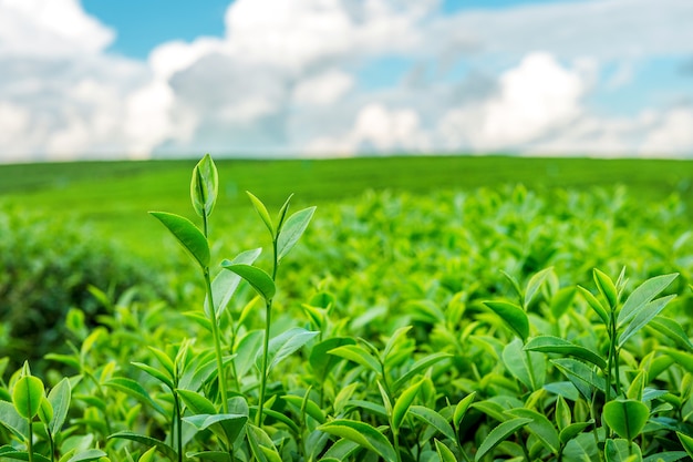 Maximizing Profits for Tea Growers