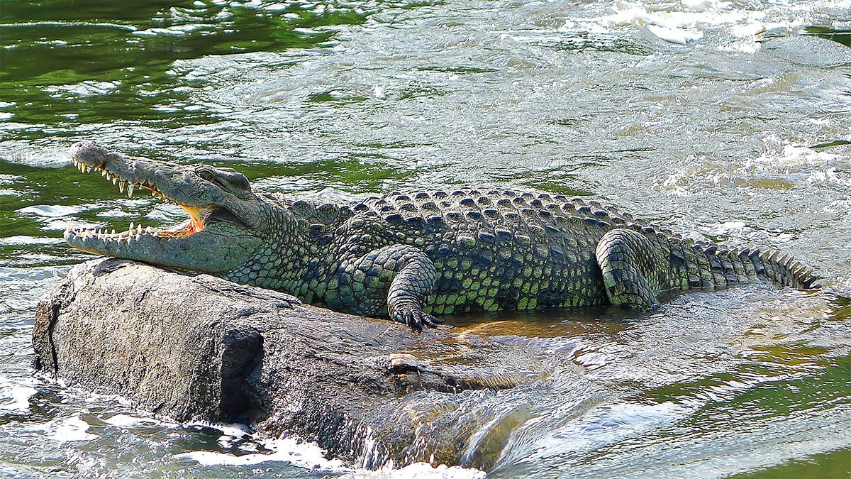 Rising Crocodile Attacks on Dolwe Island Spark Urgent Calls for Action