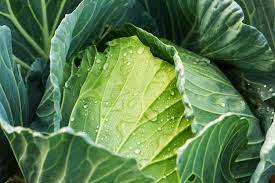 How to take care of cabbages in a garden