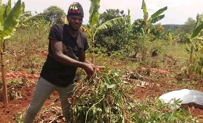 King Michael Resorts To Sweet Potato Growing After NRM Money Fails.