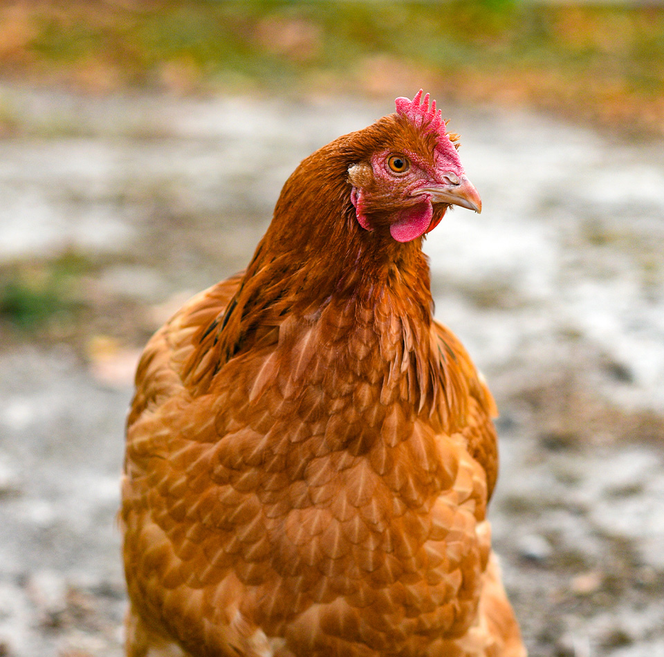 The Power of Proper Nutrition: Boosting Poultry Farming with Effective Feed Formulas