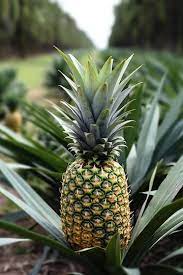 How to cultivate wealth from pineapples