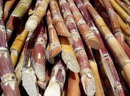 Mukono Sugarcane Farmers Halt Sales to SCOUL Over Drastic Price Drop