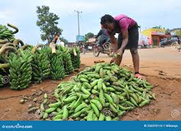 Matooke Prices in Mukono Drop Amid Abundant Harvest Season