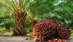 Maximizing Profits from Growing Oil Palms: A simple Guide