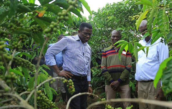 KATIKKIRO: Buganda Will Continue Coffee Production Despite UCDA Disbandment