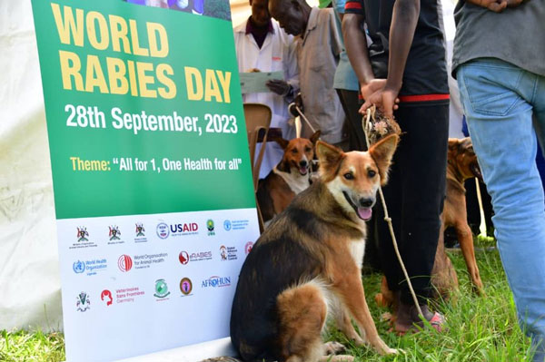 The Silent Killer: Understanding Rabies and Its Impact