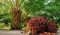 Maximizing Profits from Growing Oil Palms: A simple Guide